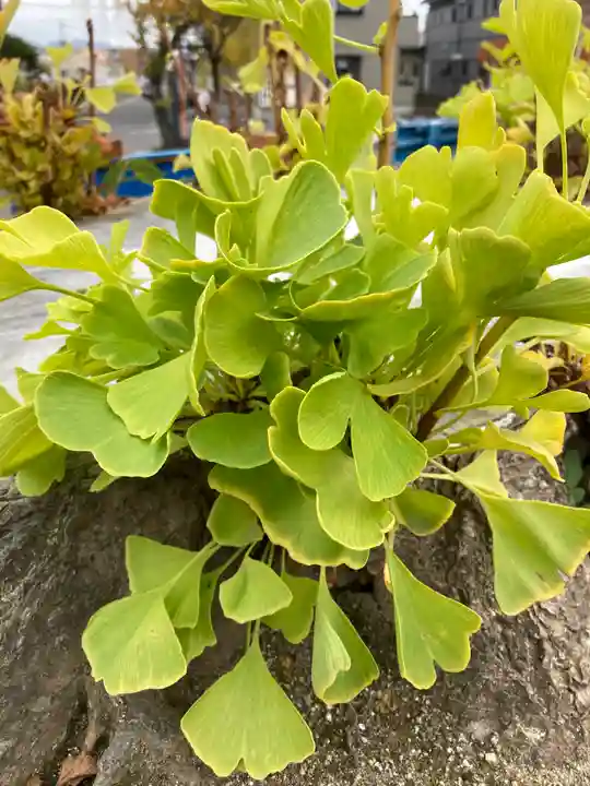 熊野福藏神社の自然