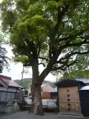 木本神社の自然