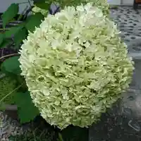 三輪神社の自然