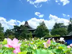 信濃國分寺の自然