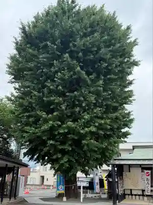 伊勢原大神宮(神奈川県)