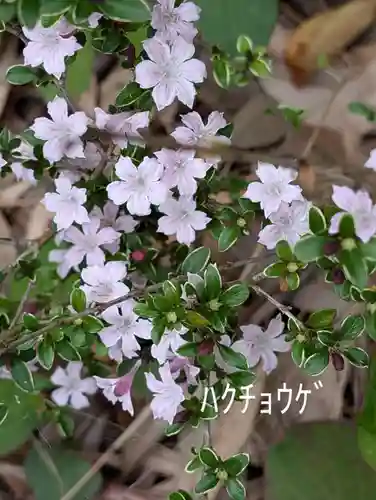藏王高根神社(神奈川県)