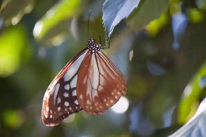 新屋山神社の動物
