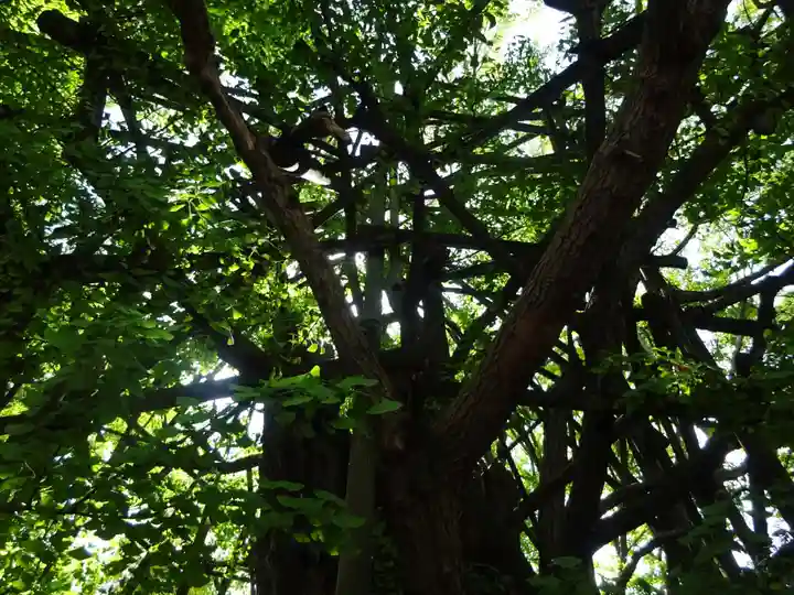 稲毛神社の自然