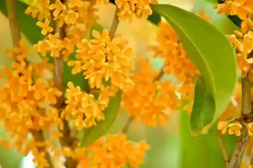 正安寺(神奈川県)