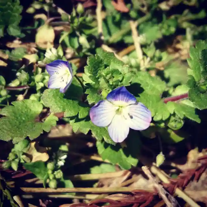 壽徳寺 じゅとくじの自然