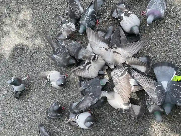 開口神社の動物