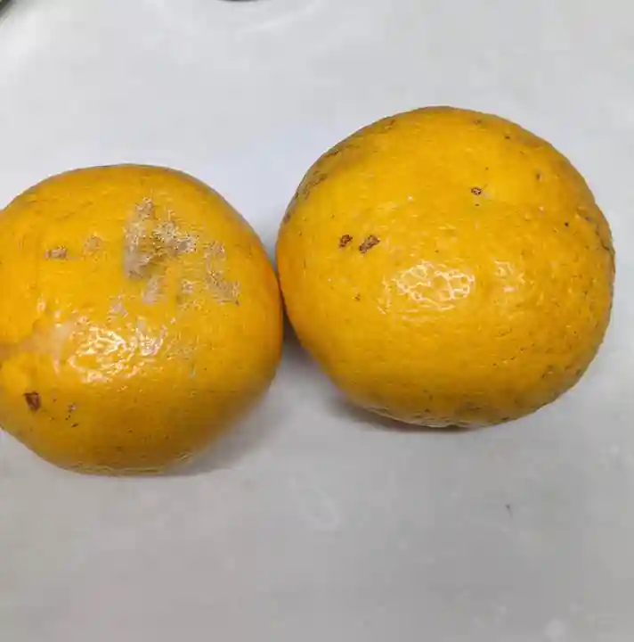 極楽寺(愛知県)