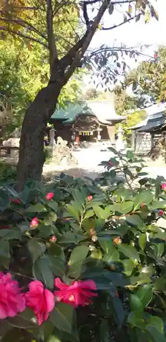 菊田神社の自然