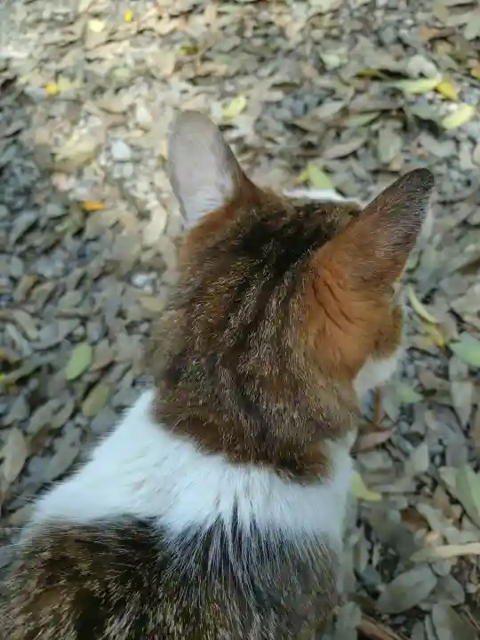 間々田八幡宮の{uncategorized: "未分類", other: "その他", undefined: "問題あり", building: "その他建物", grave: "お墓", sacred_gate: "鳥居", guardian: "狛犬", statue: "像", buddha: "仏像", history: "歴史", nature: "自然", garden: "庭園", animal: "動物", pagoda: "塔", temizu: "手水舎", mountain_gate: "山門・神門", sanctuary: "本殿・本堂", subordinate: "末社・摂社", art: "芸術", scenery: "景色", jizo: "地蔵", ema: "絵馬", goshuin: "御朱印", omikuji: "おみくじ", items: "授与品その他", amulet: "お守り", goshuincho: "御朱印帳", eats: "食事", festival: "お祭り", votive_dance: "神楽", shichigosan: "七五三参", wedding: "結婚式", experience: "体験その他", initially: "初詣", around: "周辺", anti_infection: "感染症対策"}