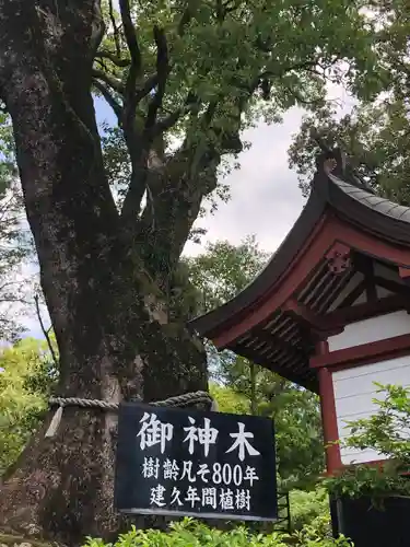 鹿児島神宮(鹿児島県)