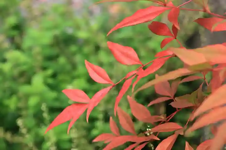 阿邪訶根神社の庭園