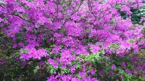 宝登山神社奥宮の自然