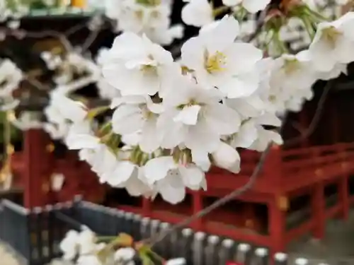 金王八幡宮の自然