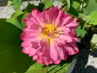 普門寺(切り絵御朱印発祥の寺)の自然