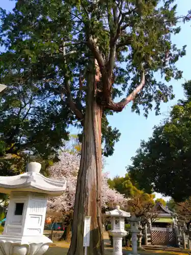 北野天神社の自然