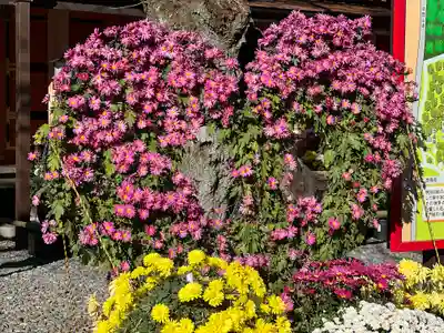 富士山本宮浅間大社(静岡県)
