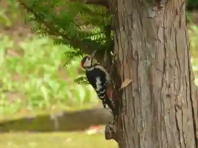 留辺蘂神社の動物