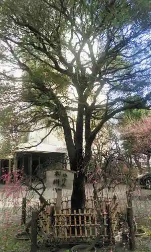 牛天神北野神社の自然