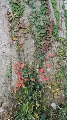 酒門神社の自然