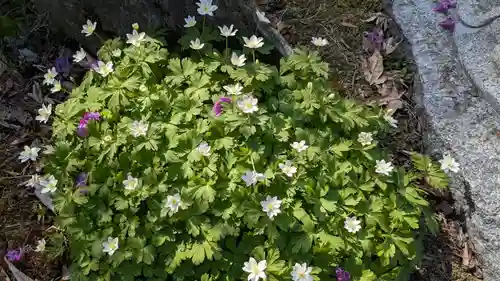 極楽寺の自然