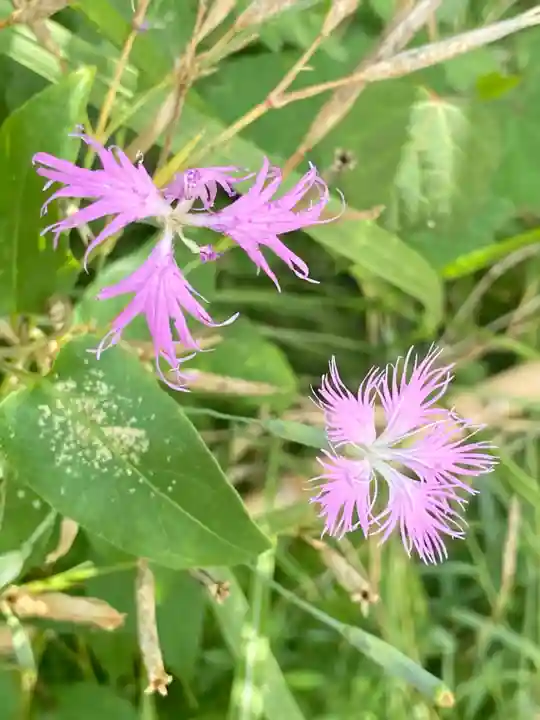 粟嶋堂宗徳寺の自然