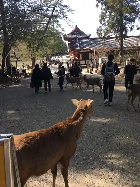 東大寺の動物