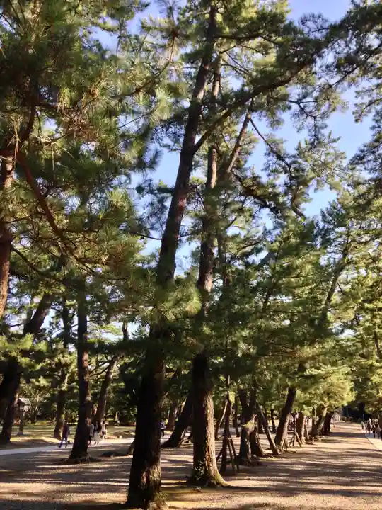 出雲大社の自然