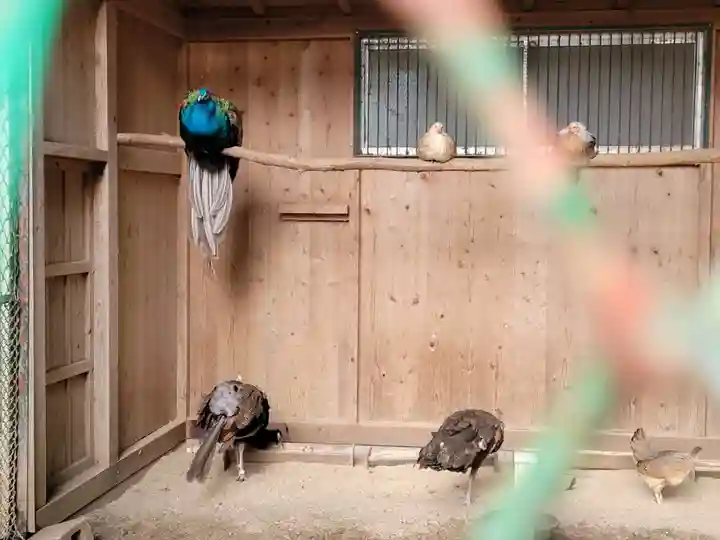 岩槻久伊豆神社の動物