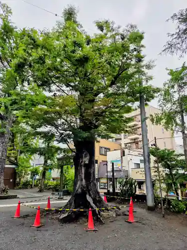 亀岡八幡宮（亀岡八幡神社）(神奈川県)