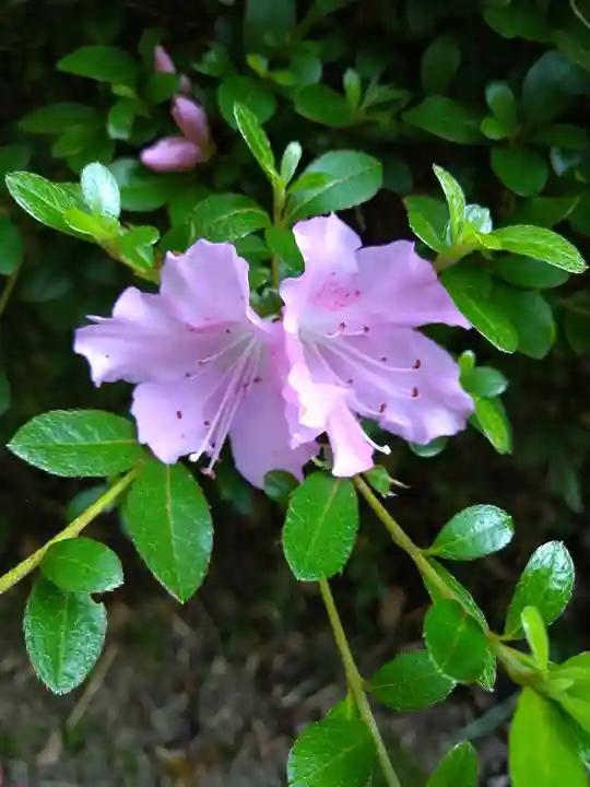 阿智神社の自然
