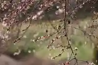 鹿島大神宮の自然