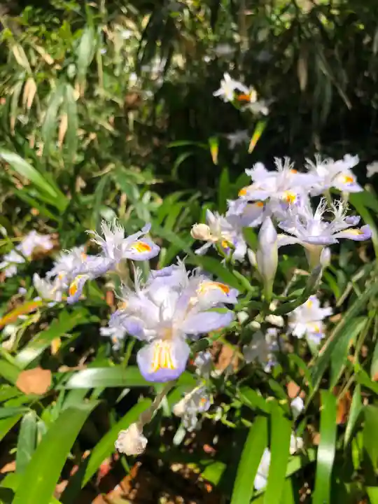 枚岡神社の自然