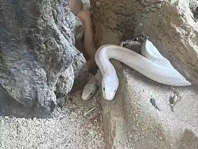赤水蛇石神社の動物