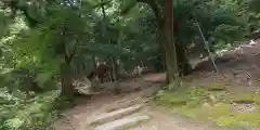 白鬚神社(滋賀県)