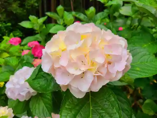 千光寺(福岡県)