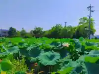 八幡社(大牧)の自然