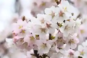 宝光寺の庭園(2023年06月10日(土) 08時04分10秒投稿)