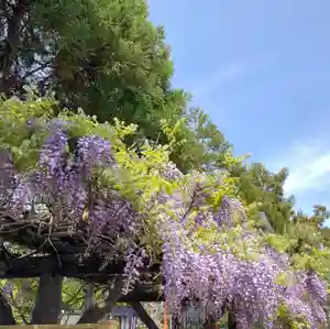 總社 和田八幡宮の自然(2021年04月24日(土) 21時01分18秒投稿)