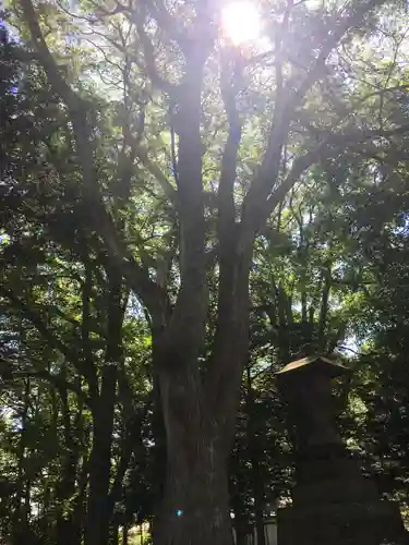 恵庭神社の自然