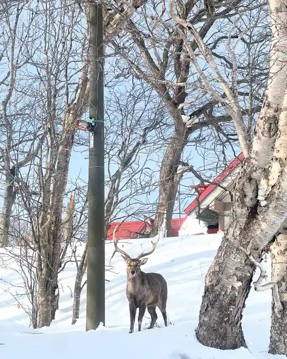 釧路一之宮 厳島神社(北海道)