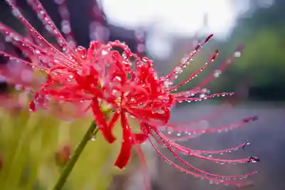 南原寺(山口県)