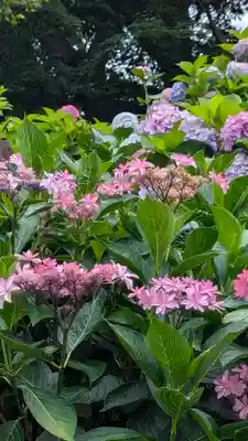 柳谷観音　楊谷寺(京都府)