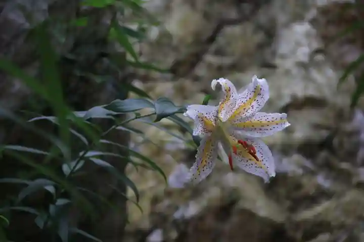 鹿島大神宮の自然