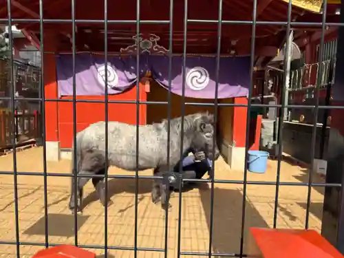神田神社（神田明神）の動物