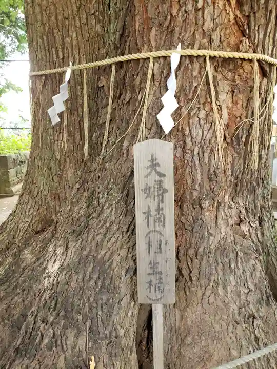 諏訪神社の自然