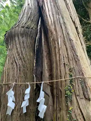 若宮八幡神社の自然