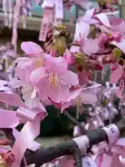 桜神宮の自然