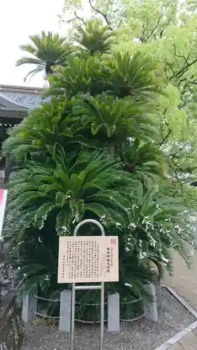 本渡諏訪神社の歴史