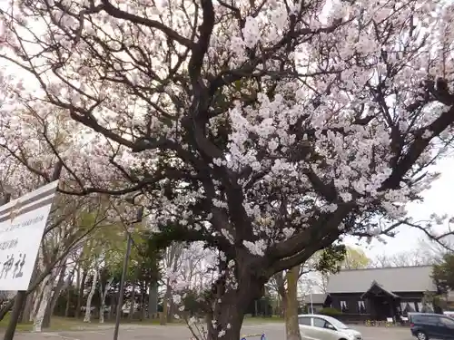 新琴似神社の自然